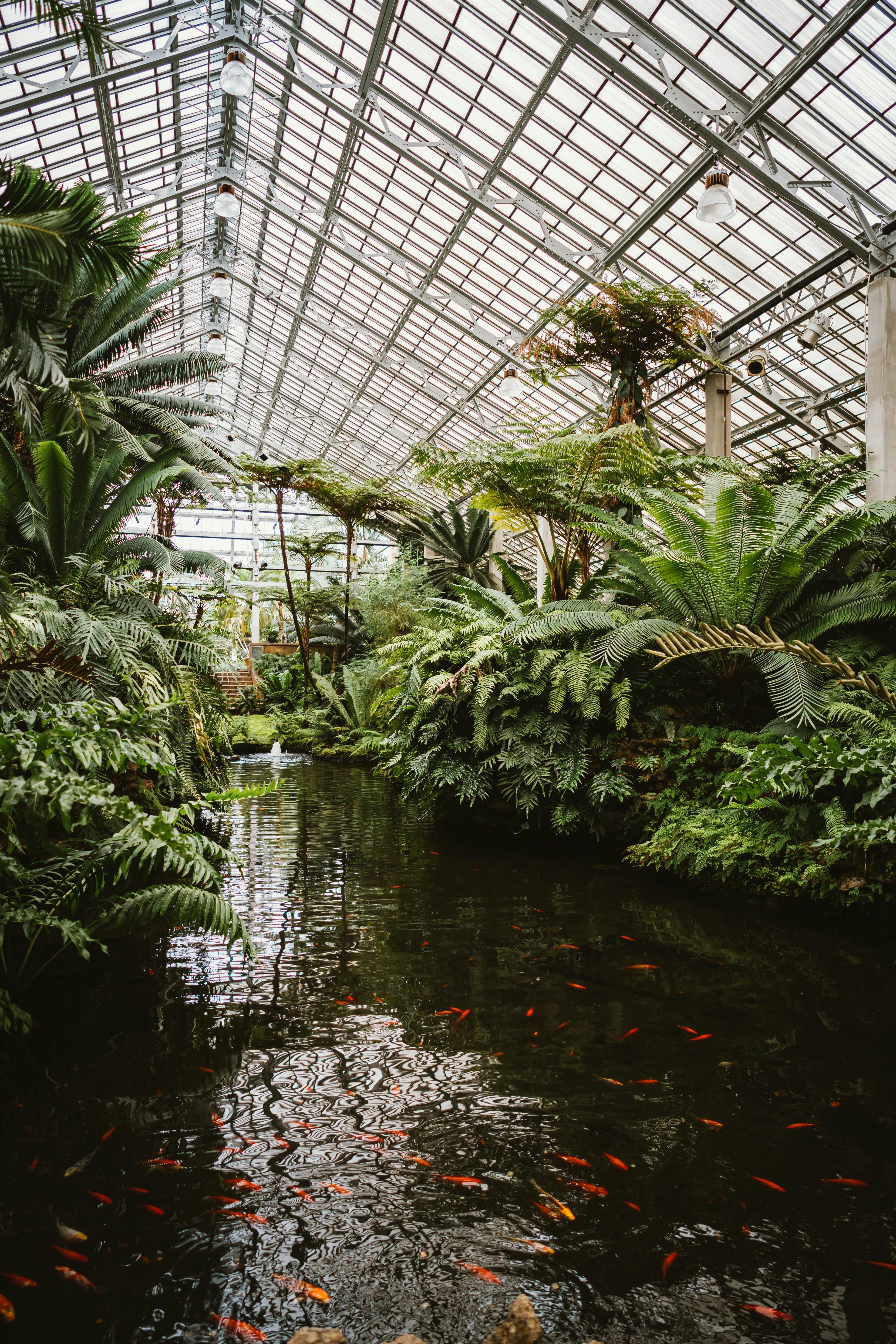 Serene view of a tropical fish pond in a lush greenhouse, featuring vibrant foliage and a glass roof.