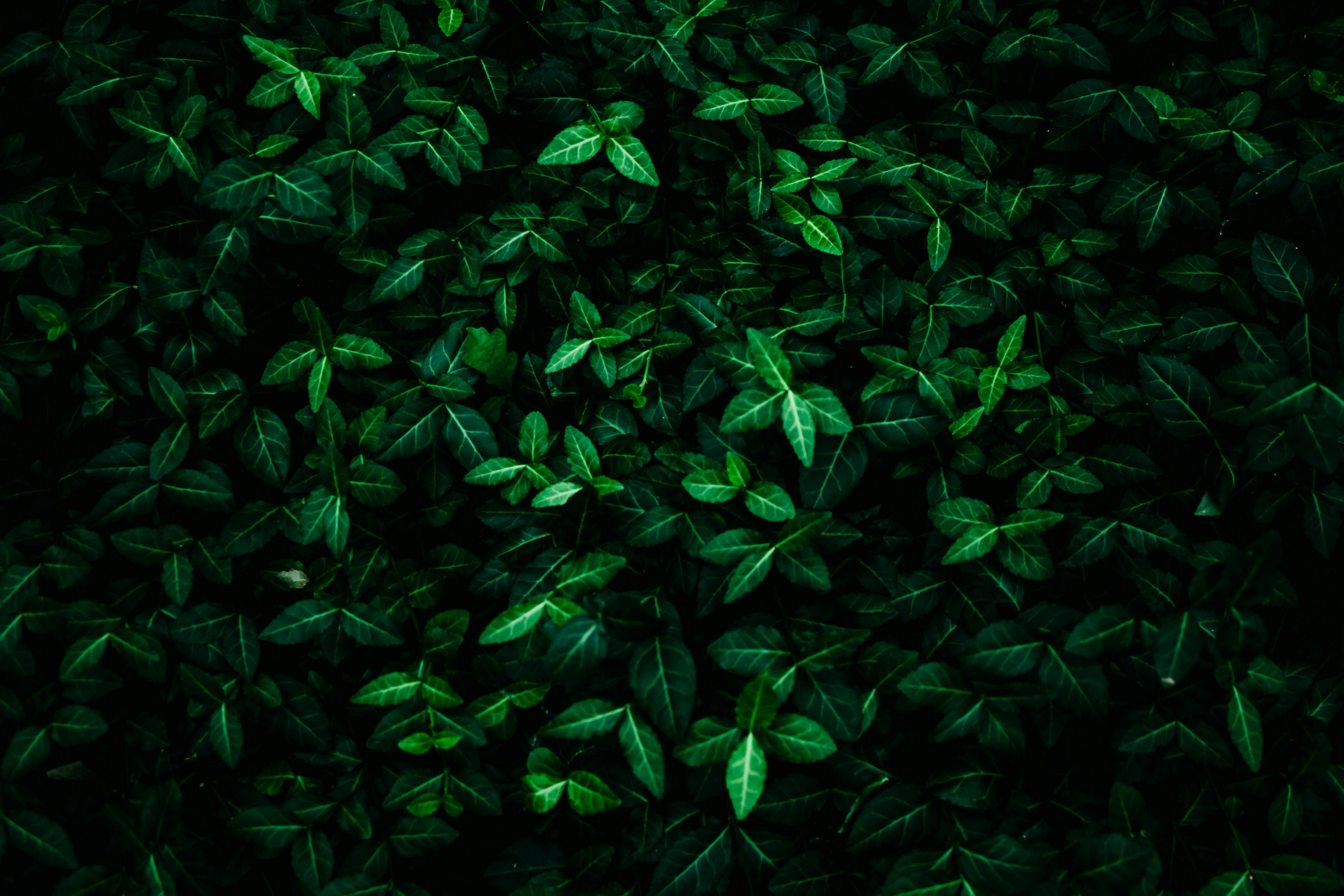 Vivid dark green leaves create a lush natural background perfect for designs.