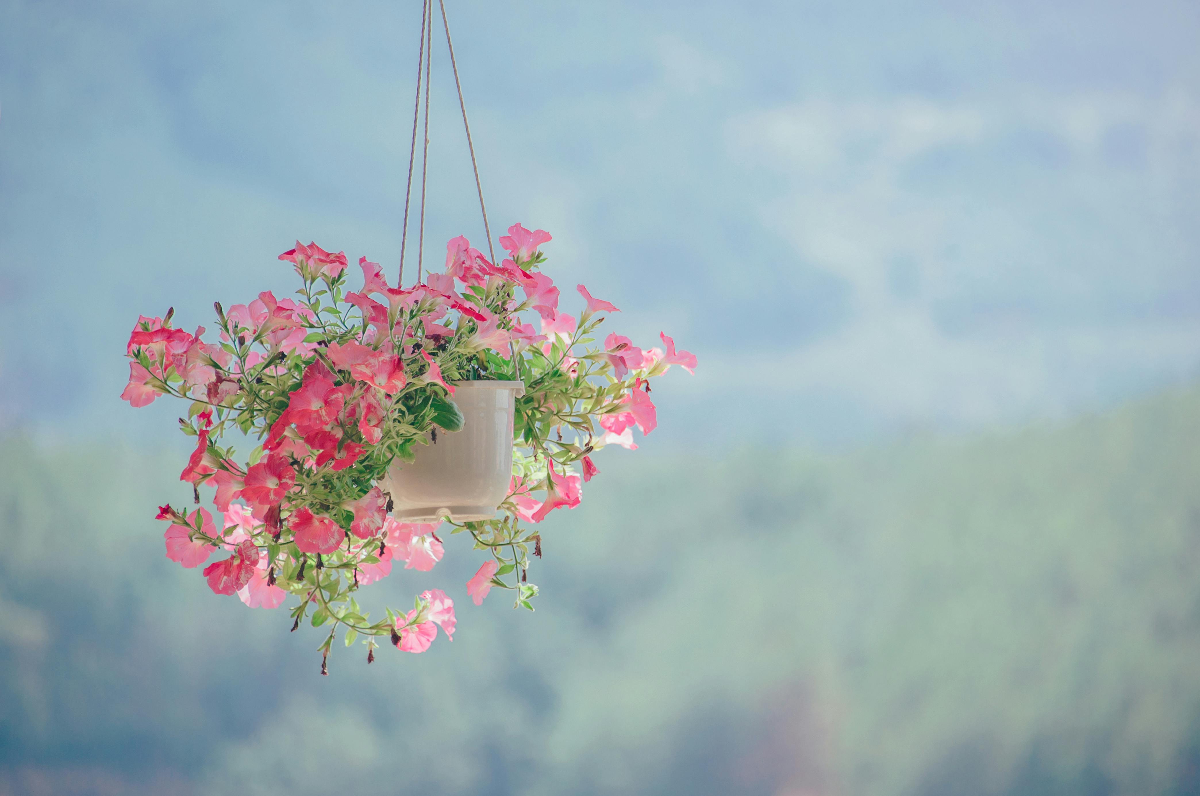 Capture of vibrant pink petunias in a hanging pot against a blurred natural background.